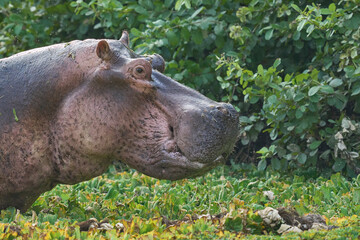 Angry male Hippopotamus (Hippopotamus amphibius) in a vegetation covered lagoon in South Luangwa...