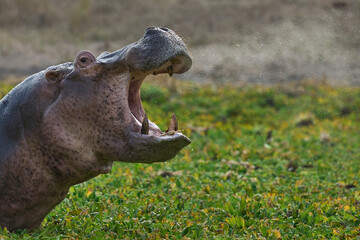 Angry male Hippopotamus (Hippopotamus amphibius) in a vegetation covered lagoon in South Luangwa...