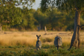 Crawshay's zebra (Equus quagga crawshayi) grazing in South Luangwa National Park, Zambia