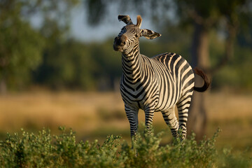Obraz premium Crawshay's zebra (Equus quagga crawshayi) grazing in South Luangwa National Park, Zambia