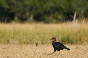 Southern Ground-Hornbill (Bucorvus leadbeateri) searching for prey in the grasslands of South Luangwa National Park, Zambia