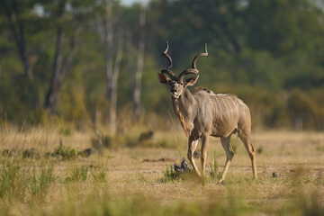Male Greater Kudu (Tragelaphus strepsiceros) in an open grassy area in South Luangwa National Park,...
