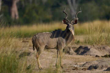 Male Greater Kudu (Tragelaphus strepsiceros) in an open grassy area in South Luangwa National Park, Zambia