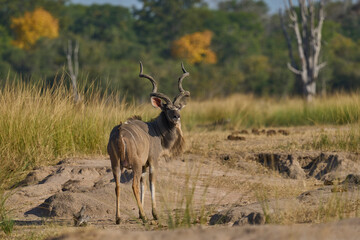 Male Greater Kudu (Tragelaphus strepsiceros) in an open grassy area in South Luangwa National Park, Zambia