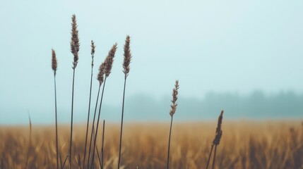 Fototapeta premium Misty field with tall grass in the foreground.