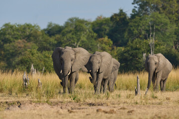 African Elephant (Loxodonta africana) in South Luangwa National Park, Zambia   