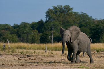 Obraz premium African Elephant (Loxodonta africana) in South Luangwa National Park, Zambia 
