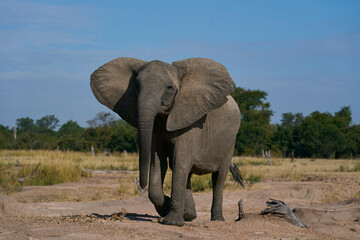 Agitated female African Elephant (Loxodonta africana) in South Luangwa National Park, Zambia   