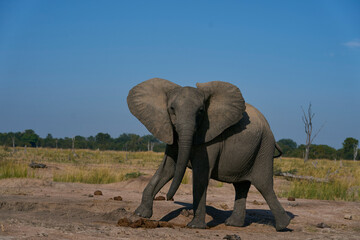 Obraz premium Agitated female African Elephant (Loxodonta africana) in South Luangwa National Park, Zambia 