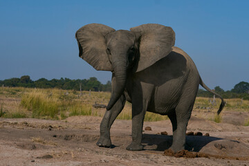 Obraz premium Agitated female African Elephant (Loxodonta africana) in South Luangwa National Park, Zambia 