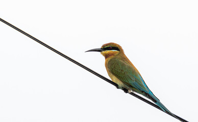 Blue-tailed Bee-eater (Merops philippinus). It is a species of bee-eater found in Southeast Asia, known for its bright green and blue plumage, long tail, and its habit of catching insects mid-air,