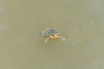 静かな水面に浮かぶカメ
