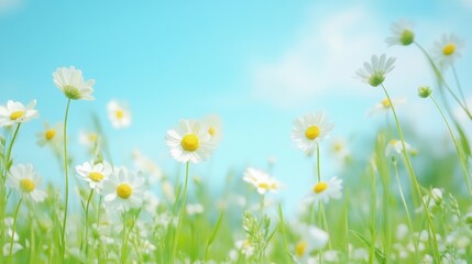 Fototapeta premium A vibrant field of daisies sways gently in the breeze under a clear blue sky, evoking a sense of tranquility and springtime beauty.