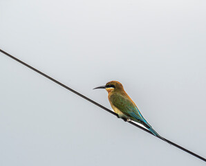 Blue-tailed Bee-eater (Merops philippinus). It is a species of bee-eater found in Southeast Asia, known for its bright green and blue plumage, long tail, and its habit of catching insects mid-air,