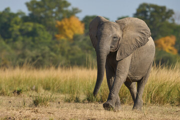 Obraz premium African Elephant (Loxodonta africana) in South Luangwa National Park, Zambia 