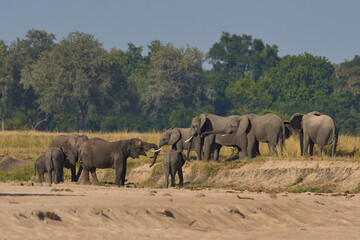 Obraz premium Multiple groups of African Elephant (Loxodonta africana) congregate at a sand river to drink from a pool dug below the surface in South Luangwa National Park, Zambia 