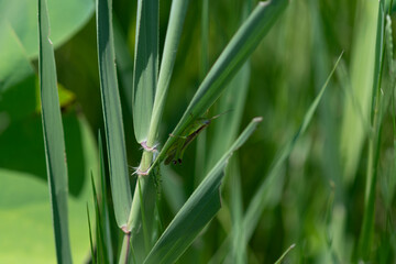 青々とした草に隠れるバッタ