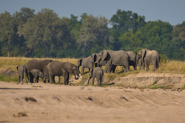 Obraz premium Multiple groups of African Elephant (Loxodonta africana) congregate at a sand river to drink from a pool dug below the surface in South Luangwa National Park, Zambia 