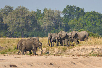Fototapeta premium Multiple groups of African Elephant (Loxodonta africana) congregate at a sand river to drink from a pool dug below the surface in South Luangwa National Park, Zambia 