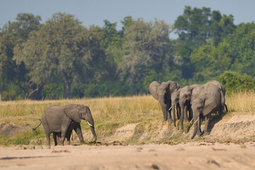 Obraz premium Multiple groups of African Elephant (Loxodonta africana) congregate at a sand river to drink from a pool dug below the surface in South Luangwa National Park, Zambia 