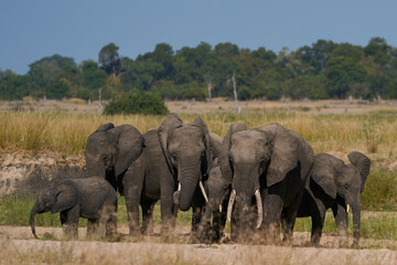 Multiple groups of African Elephant (Loxodonta africana) congregate at a sand river to drink from a...
