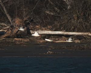 Obraz premium Group of 4 birds at different stages of ascension. Birds in picture are Common Mergansers of varying ages. Water visible at bottom of frame. Warm tones in picture.