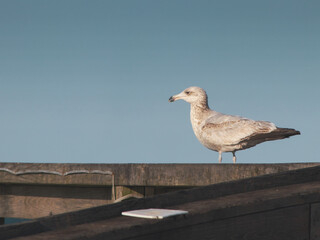 Obraz premium Seagull walking along a wooden handrail. Blue sky in background.