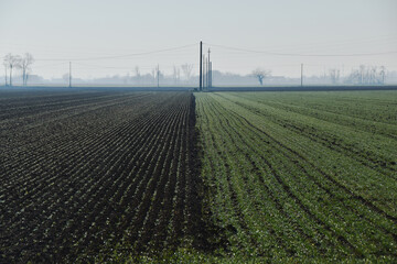 Campi di garno appena nato,  San Giuliano Nuovo, Alessandria, Piemonte, Italia