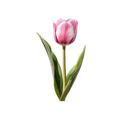 Naklejka premium Blossoming Beauty: A solitary tulip, its petals a delicate dance of pink and white, stands proudly against a bright backdrop, a symbol of springtime's elegance.