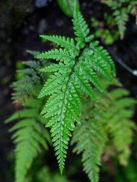 Detail of tropical plant leaf on dark blurred background. Davallia trichomanoides.