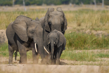 Multiple groups of African Elephant (Loxodonta africana) congregate at a sand river to drink from a...
