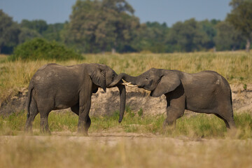 Pair of young male African Elephant (Loxodonta africana) wrestling with trunks to test strength...