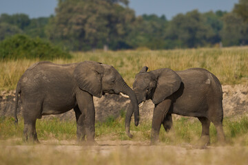 Pair of young male African Elephant (Loxodonta africana) wrestling with trunks to test strength...