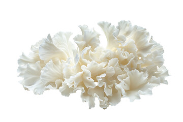 white cauliflower isolated on a transparent background