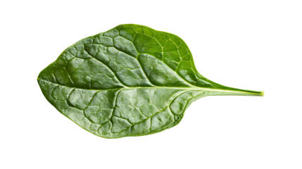 spinach leaf isolated on a transparent background