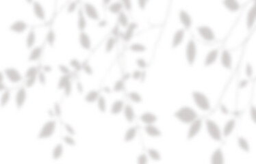 Leaf shadow in sunlight png