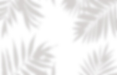 Obraz premium Leaf shadow in sunlight png