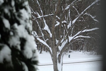 Trees Snow Fall Winter Scene