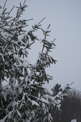 Trees Snow Fall Winter Scene