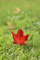 Autumn Foliage Leaf Grass Close Up