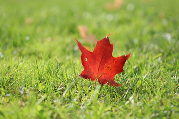 Autumn Foliage Leaf Grass Close Up