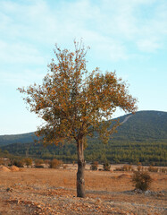 tree in the mountain