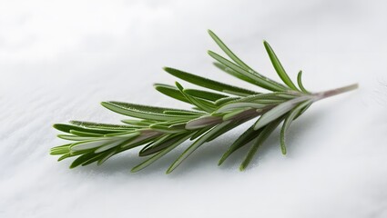 Fototapeta premium A rosemary leaf on the white background.