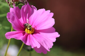 Bee Pollinating Purple Flower Sun Shadows