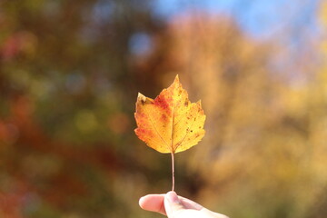 Autumn Leaves Changing Colors in Ohio