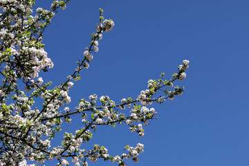 Branches of a blossoming apple tree with white flowers against a blue sky on a sunny day in spring.
