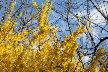 Fototapeta premium Forsythia is a bush blooming with yellow flowers in early spring.