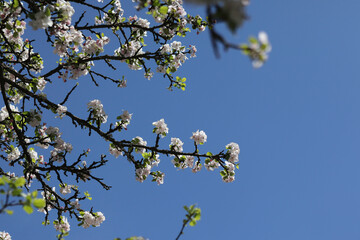 Branches of a blossoming apple tree with white flowers against a blue sky on a sunny day in spring. Natural spring background with blossoming trees.