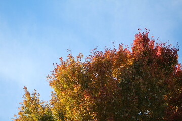 Autumn Leaves Changing Colors in Ohio