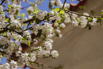 Branches of a blossoming apple tree with white flowers on a sunny day in spring. Natural spring background with blossoming trees.